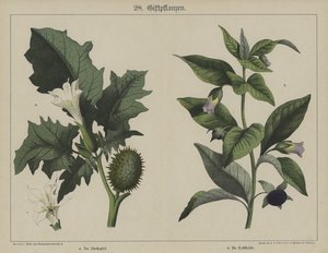 Plantes - German School