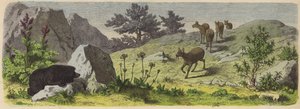 Plantes et animaux des montagnes d