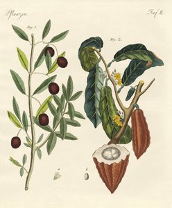 Plantes des pays chauds
