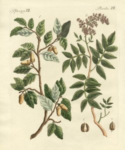 Plantes des pays chauds