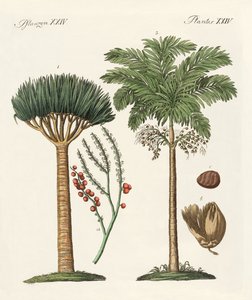 Plantes des pays chauds - German School