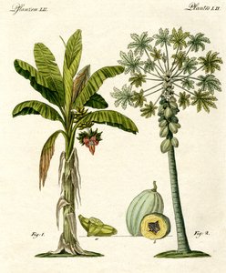 Plantes des pays chauds - German School