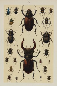 Planche du Manuel du jeune collectionneur de coléoptères