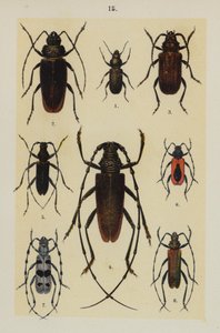 Planche du Manuel du jeune collectionneur de coléoptères - German School
