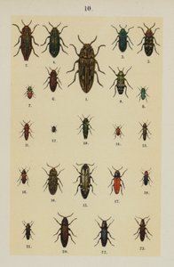 Planche du Manuel du jeune collectionneur de coléoptères - German School