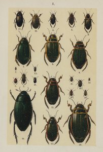 Planche du Manuel du jeune collectionneur de coléoptères (chromolithographie)