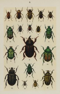 Planche du Manuel du Jeune Collectionneur de Coléoptères