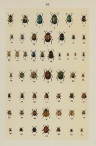 Planche du Manuel du Jeune Collectionneur de Coléoptères - German School