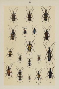 Planche du Manuel du jeune collectionneur de coléoptères - German School