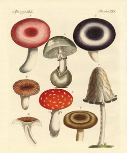 Champignons toxiques allemands