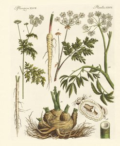 Plantes toxiques allemandes - German School