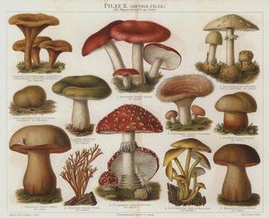 Champignons vénéneux