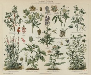 Plantes toxiques