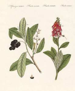 Plantes toxiques