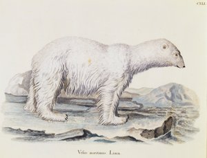 Ours polaire (Ursus maritimus), des Mammifères illustrés de la Nature avec descriptions, par Johann Christian Daniel von Schreber (1739-1810), gravure par IC Bock d