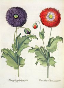 Pavots, du Hortus Eystettensis par Basil Besler