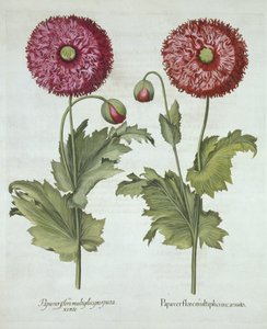 Pavots, de Hortus Eystettensis, par Basil Besler (1561-1629), pub. 1613
