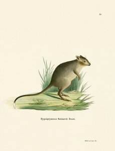 Potoroo - German School