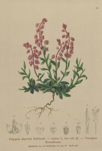 Polygale préalpin (Polygala alpestris, Polygala amara var. aut. pl., Polygala brachyptera)