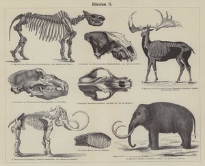 Animaux préhistoriques (gravure)