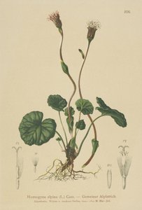 Tussilage pourpre (Homogyne alpina) - German School