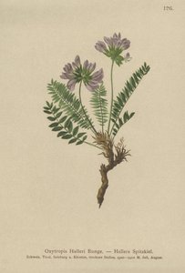 Oxytropis pourpre (Oxytropis Halleri)
