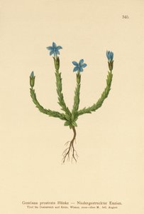 Gentiane pygmée (Gentiana prostrata)