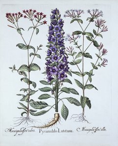 Pyramidal Campanula, Muscipulas, de Hortus Eystettensis, par Basil Besler, pub. 1613