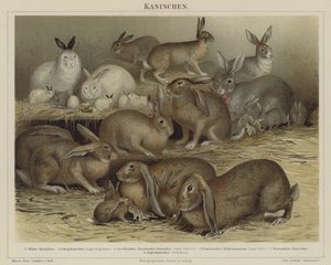 Lapins