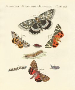 Papillons de nuit rares allemands