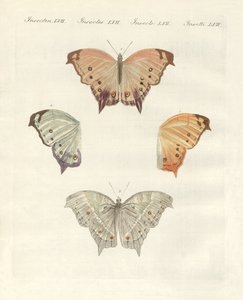Papillons rares