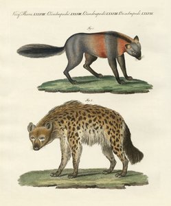 Animaux quadrupèdes rares