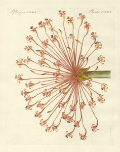 Plantes ornementales rares (gravure en couleur)