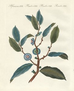 Plantes ornementales rares - German School