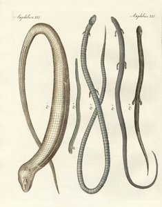 Reptiles rares - German School