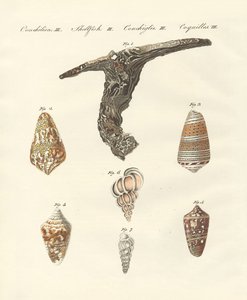 Coquillages rares - German School