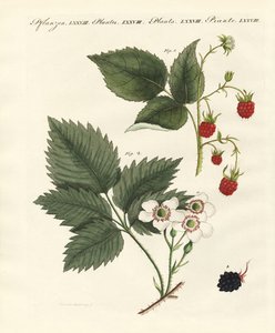 Framboises et mûres