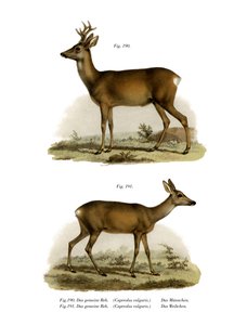 Cerf élaphe, 1860