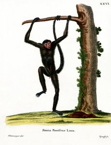 Singe-araignée à face rouge - German School