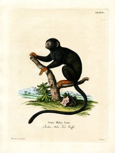 Tamarin à mains rouges