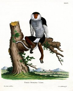 Douc à pattes rouges