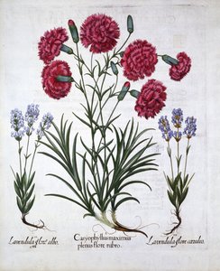 Red Carnation et Lavender, de Hortus Eystettensis, par Basil Besler, pub. 1613 - German School