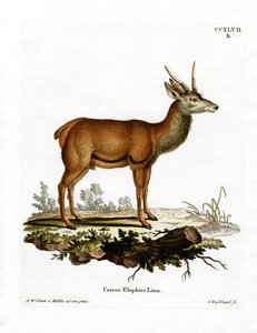 Cerf rouge