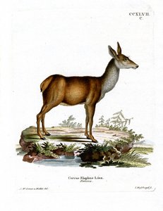 Cerf rouge - German School
