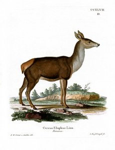 Cerf rouge