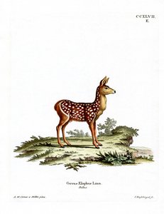 Faon de cerf rouge - German School