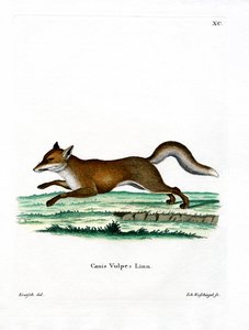 Renard roux - German School