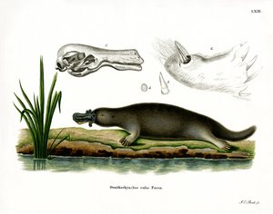 Ornithorynque rouge