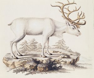 Renne (Cervus tarandus), de Mammifères illustrés de la Nature avec descriptions, par Johann Christian Daniel von Schreber (1739-1810), gravure par I Nufsbiegel, volume 5, table 248-C, Allemagne