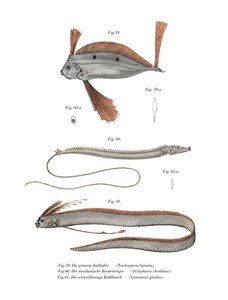 Poisson-ruban - German School
